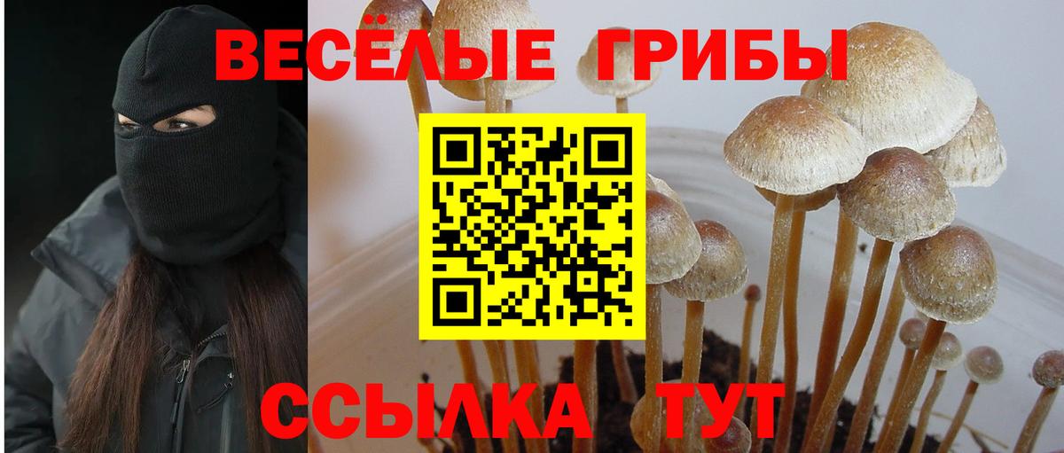 Псилоцибиновые грибы GOLDEN TEACHER Камышлов